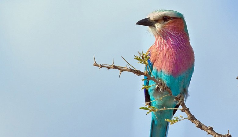 Good-Quality-Food-for-Wild-Birds